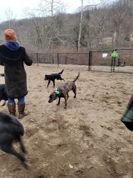 Black Rock Dog Park Picture 2