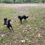 Black Rock Dog Park