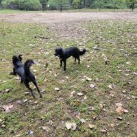 Black Rock Dog Park ico