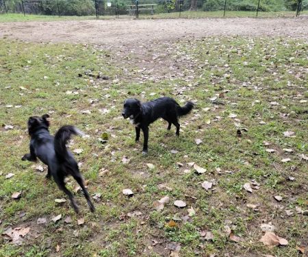 Black Rock Dog Park