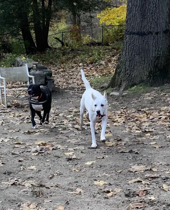 Black Rock Dog Park Picture 5