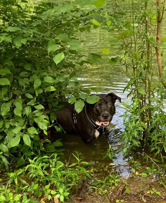 Black Rock Dog Park Picture 6