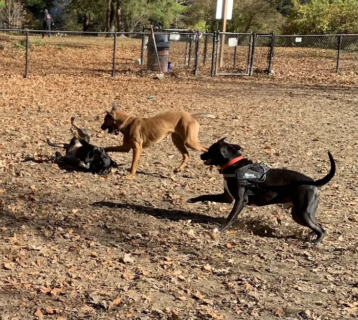Black Rock Dog Park Picture 9