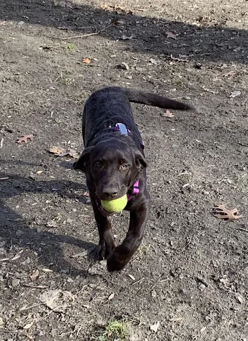 Black Rock Dog Park Picture 4