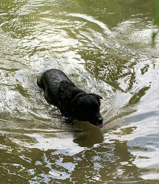 Black Rock Dog Park Picture 8