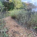 Butterfly Garden