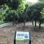 The Pollarded Garden
