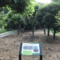 The Pollarded Garden ico