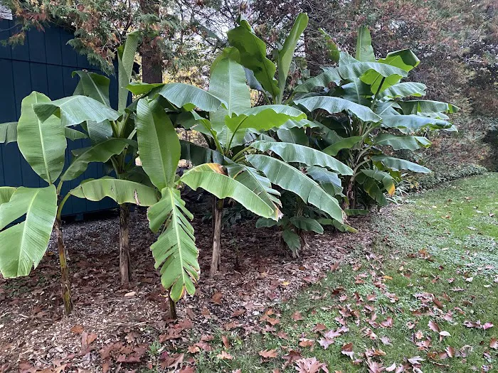 Tropical Garden Picture 2