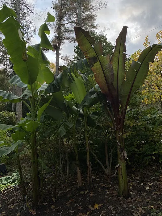Tropical Garden Picture 1