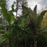 Tropical Garden