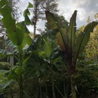 Tropical Garden ico