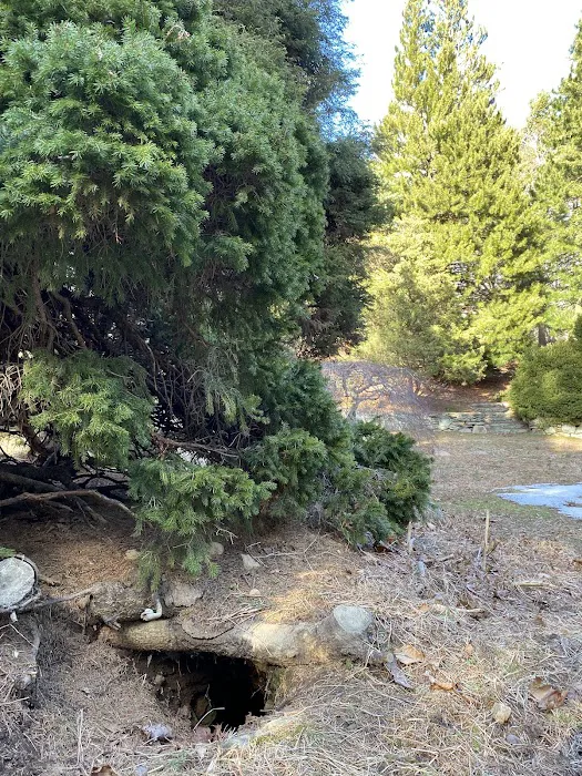 The Frank Bartlett Heisinger Conifer Garden @ The Bartlett Arboretum Picture 6