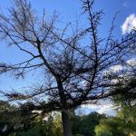 The Sensory Garden