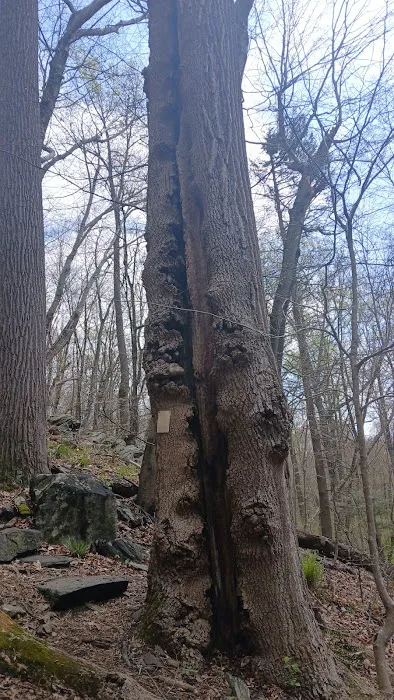 Westchester Wilderness Walk Picture 8