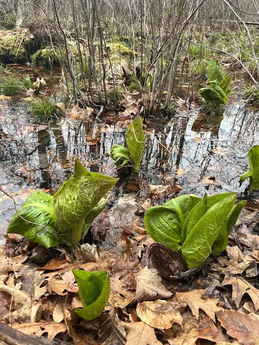 Westchester Wilderness Walk Picture 10