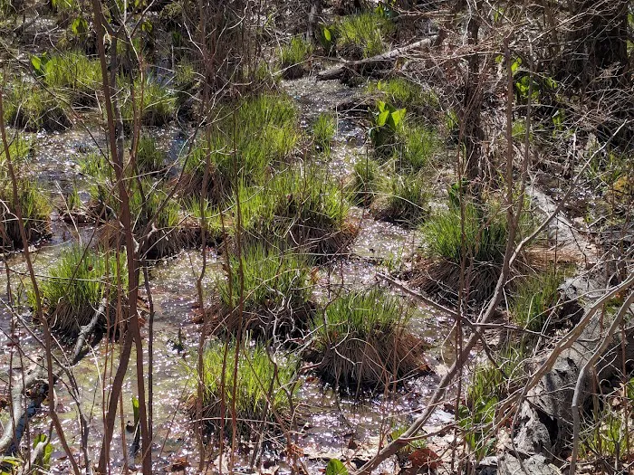 Westchester Wilderness Walk Picture 9