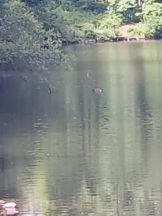 Laurel Ponds Preserve Picture 1