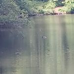 Laurel Ponds Preserve