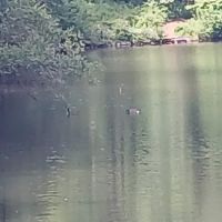 Laurel Ponds Preserve ico