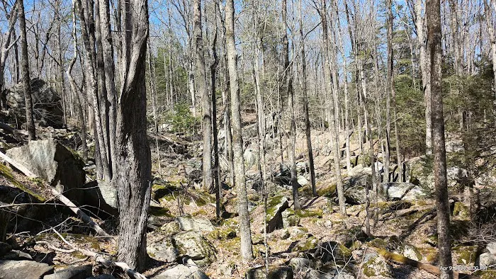 Bye Preserve, Pound Ridge Land Conservancy Picture 6