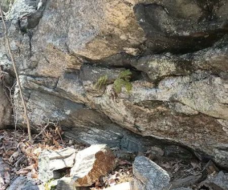 Bye Preserve, Pound Ridge Land Conservancy