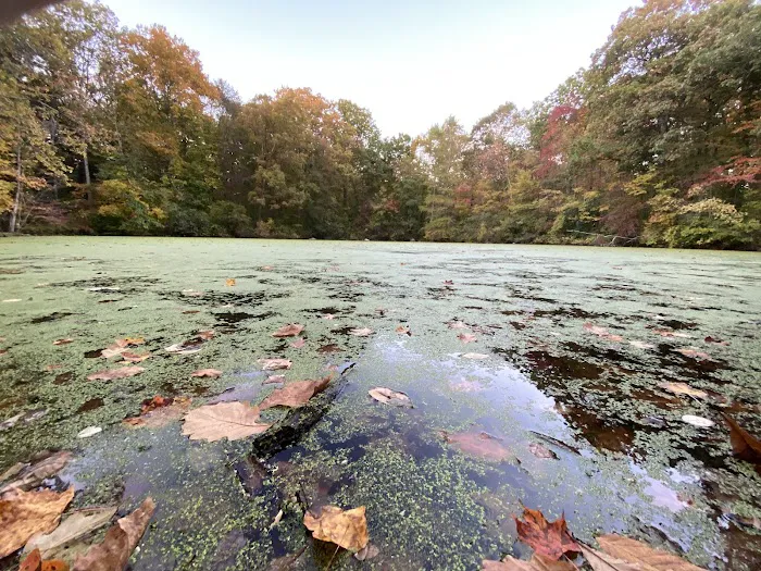 Forsyth Pond Picture 7