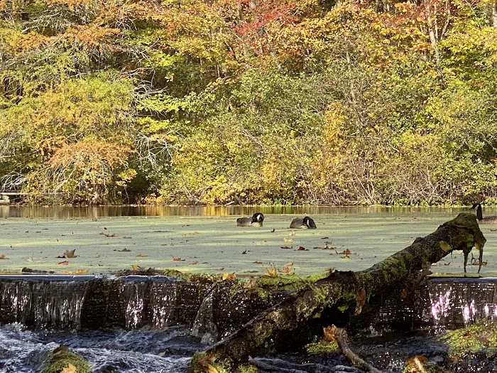 Forsyth Pond Picture 6