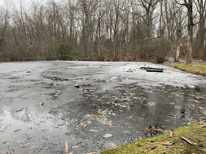 Forsyth Pond Picture 10