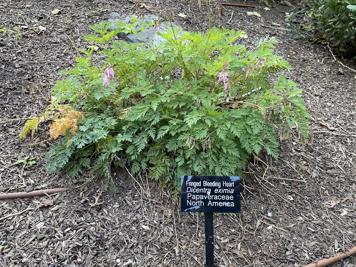 The Jane Bartlett Heisinger Garden @ The Bartlett Arboretum Picture 6