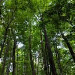 Henry Morgenthau Preserve