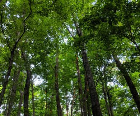 Henry Morgenthau Preserve