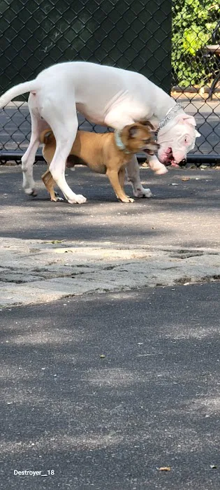 De Witt Clinton Dog Run Picture 5