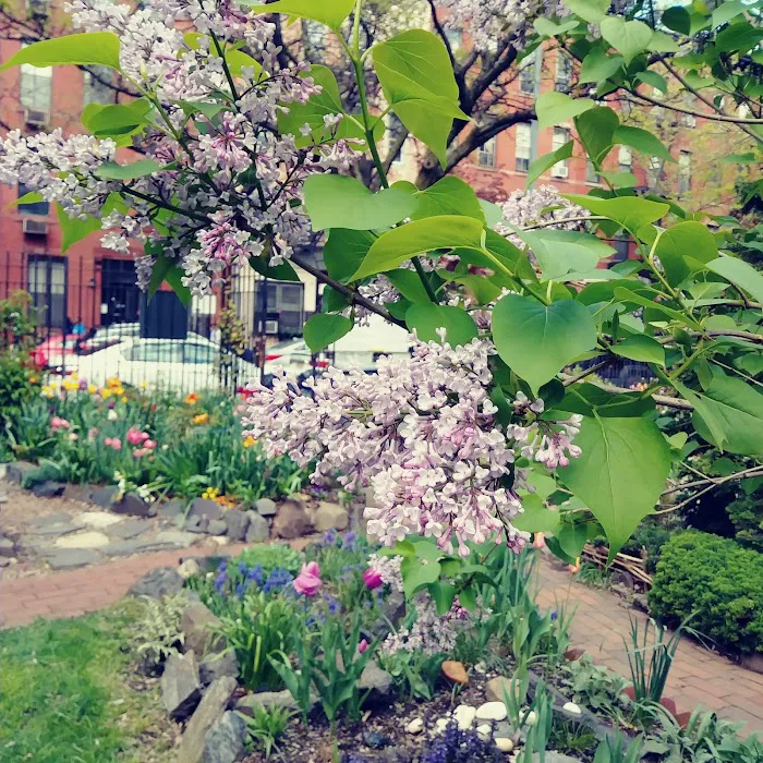 Clinton Community Garden Picture 10
