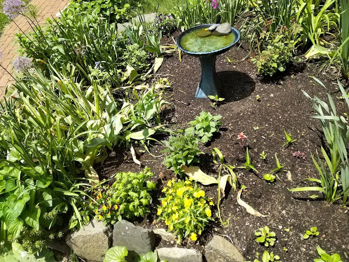 Clinton Community Garden Picture 9