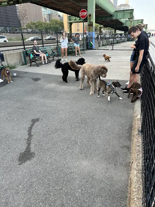 New Wave Pier Dog Run Picture 6