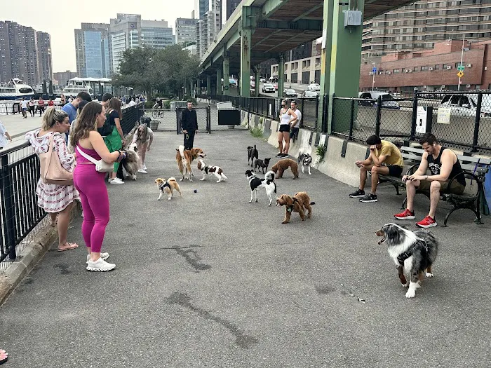 New Wave Pier Dog Run Picture 2