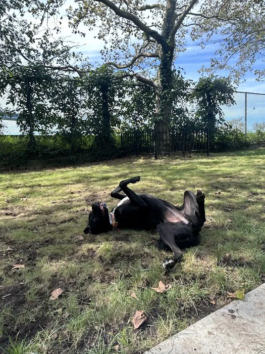 Frank Decolvenaere Dog Run Picture 2
