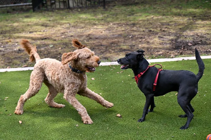 Frank Decolvenaere Dog Run Picture 9