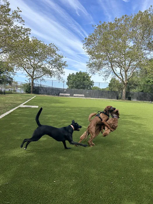 Frank Decolvenaere Dog Run Picture 1