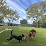 Frank Decolvenaere Dog Run