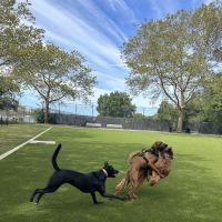 Frank Decolvenaere Dog Run ico