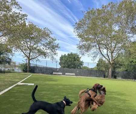 Frank Decolvenaere Dog Run