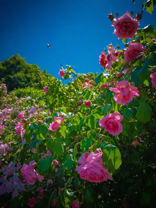 Narrows Botanical Gardens Picture 2
