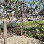 Betty’s Garden