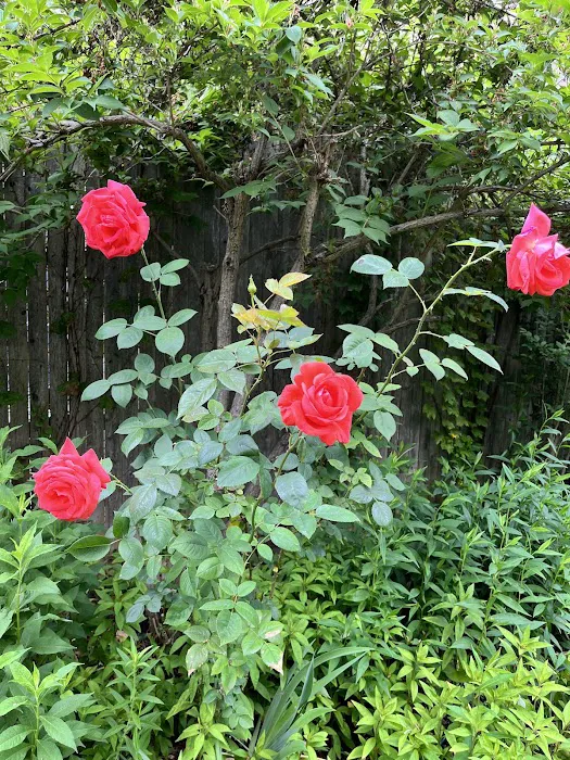 The Secret Garden Brooklyn Picture 1