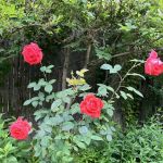 The Secret Garden Brooklyn