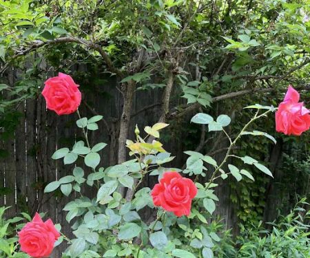 The Secret Garden Brooklyn
