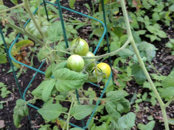 The Amazing Garden Picture 5