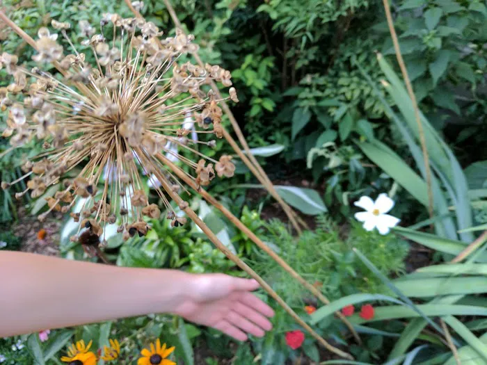 The Amazing Garden Picture 9